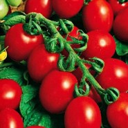 tomatini-principe-borghese